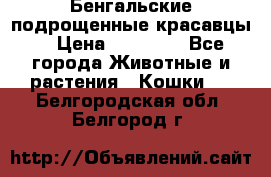 Бенгальские подрощенные красавцы. › Цена ­ 20 000 - Все города Животные и растения » Кошки   . Белгородская обл.,Белгород г.